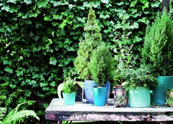 Rośliny antysmogowe