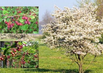 świdośliwa larmacka