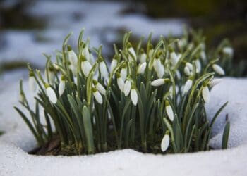 The cute white snowdrop flowers in a snowy ground-the start of a spring