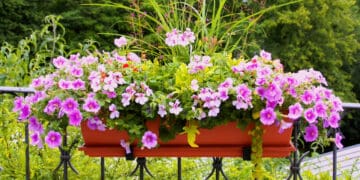 pelargonie pachnące