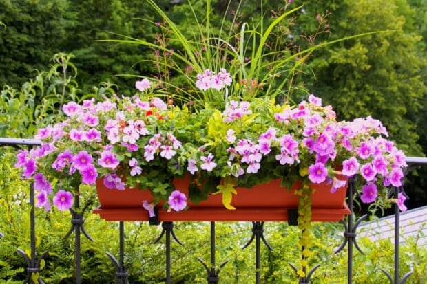 pelargonie pachnące