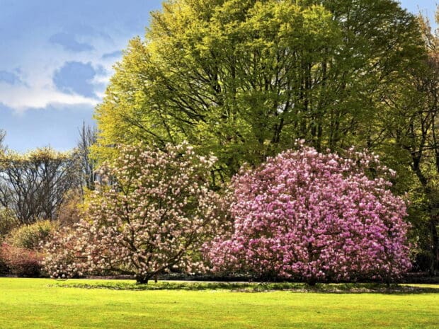 pielęgnacja magnolii
