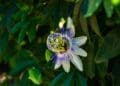 Męczennica (passiflora) – tropikalna roślina o niecodziennych kwiatach