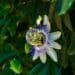 Męczennica (passiflora) – tropikalna roślina o niecodziennych kwiatach