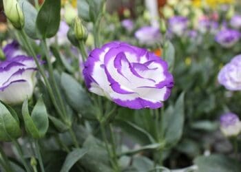 Eustoma wielkokwiatowa – uprawa w ogrodzie