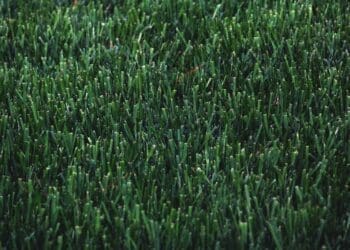 Jak pielęgnować trawnik wiosną?