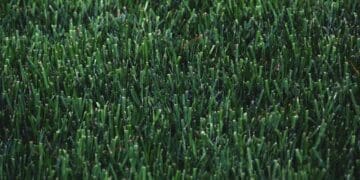 Jak pielęgnować trawnik wiosną?