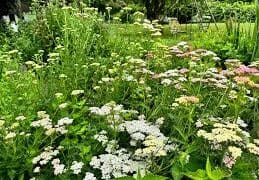 Rośliny odporne na deptanie