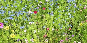 Rośliny odporne na deptanie. Alternatywa dla problematycznego trawnika