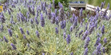 Rośliny odstraszające szerszenie