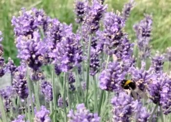 lipcowe przecinanie lawendy