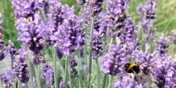 lipcowe przecinanie lawendy