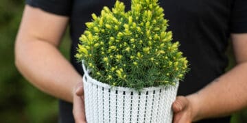 świerk biały conica