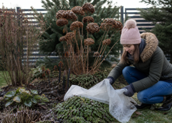 Jak zadbać o ogród zimą? Porady dla ogrodników